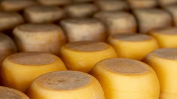 Cheese being stored in a bank