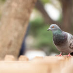 pigeon standing on a fence