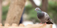 pigeon standing on a fence