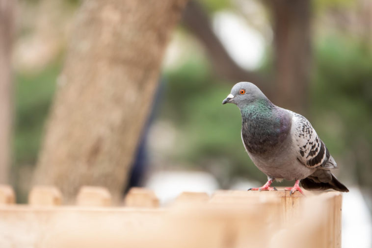 pigeon standing on a fence