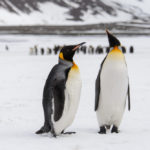 king penguins on snow