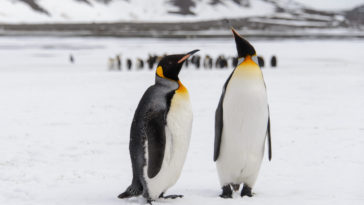 king penguins on snow