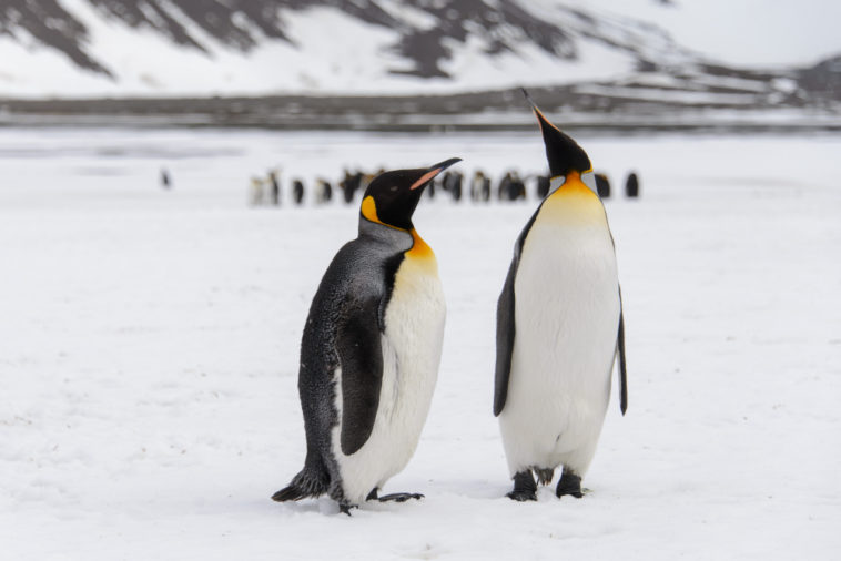 king penguins on snow