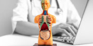 3D human model with organs