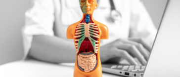 3D human model with organs