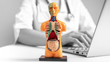 3D human model with organs