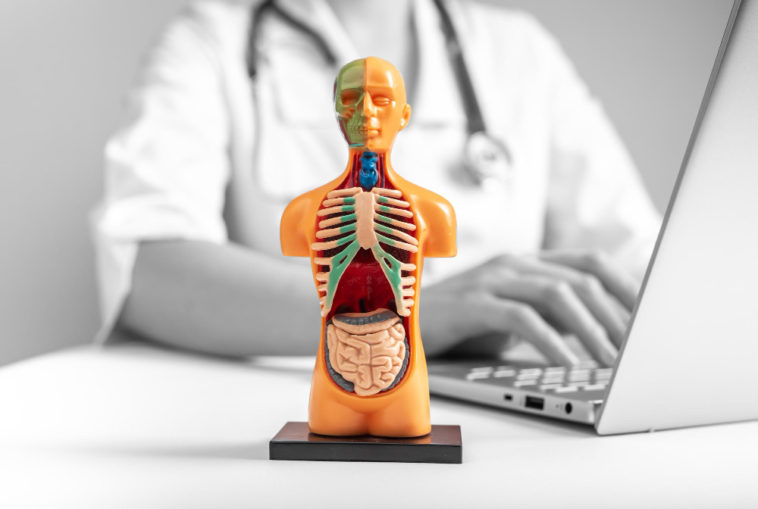 3D human model with organs