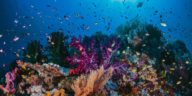 colorful coral reef colony