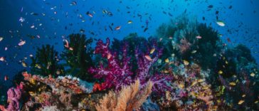 colorful coral reef colony