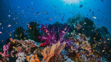 colorful coral reef colony