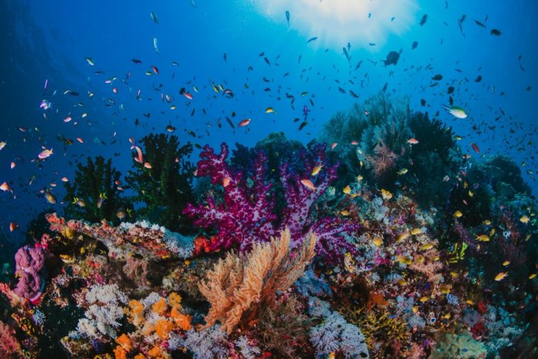 colorful coral reef colony