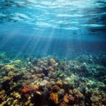 underwater coral reef