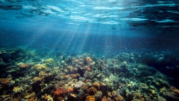 underwater coral reef