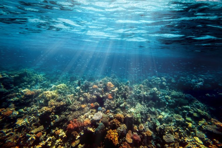 underwater coral reef