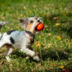 yorkshire terrier puppy playing with a ball on the grass