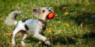 yorkshire terrier puppy playing with a ball on the grass