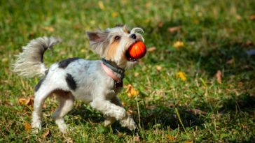 yorkshire terrier puppy playing with a ball on the grass