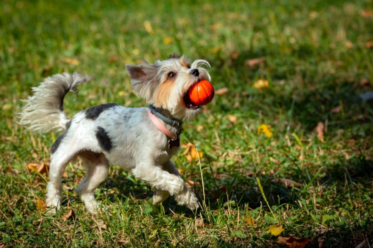 yorkshire terrier puppy playing with a ball on the grass