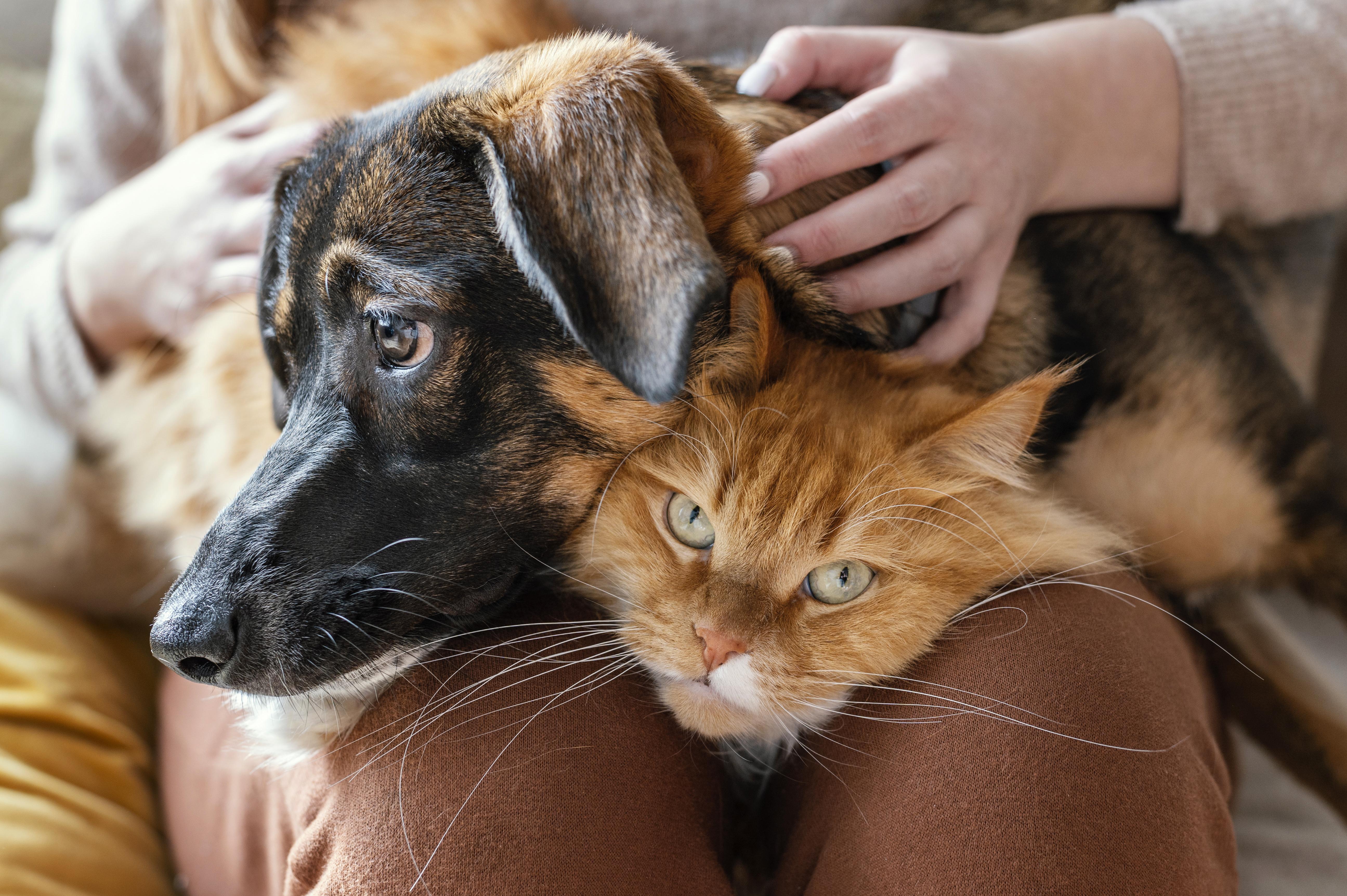 woman holding a dog and a cat in her lap